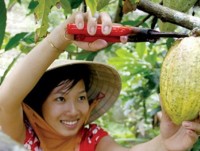 Vietnam cocoa splashes into organic market