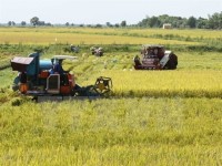 VN rice exports plunge