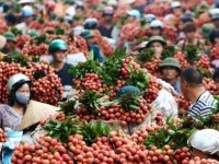 Hai Duong exports nearly 5,000 tonnes of lychees