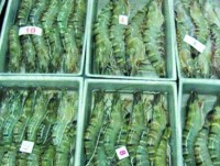 Shrimp exports to UK plunge slightly