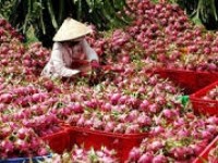 VN poised to export dragon fruit to Australia, Japan