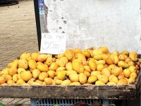 Vietnam imports nearly 500 tons of Chinese mangoes