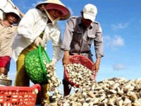 Exports of bivalves jump 1.6% in first half of 2016