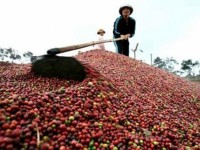 Coffee exports hit US$2.25 billion