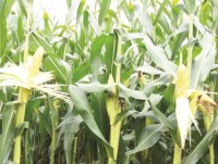 Problems in reduction of dependency on imported corn