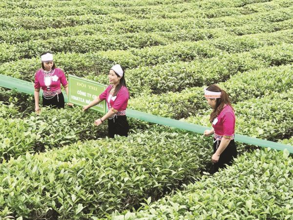 tea exports need to build brand