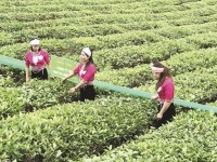 Tea exports: Need to build brand