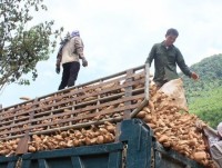 Cassava exports fall with China demand