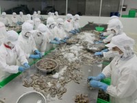 Prospects for Vietnam’s export of frozen raw shrimps to Australia