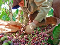 Coffee export growth beyond expectations