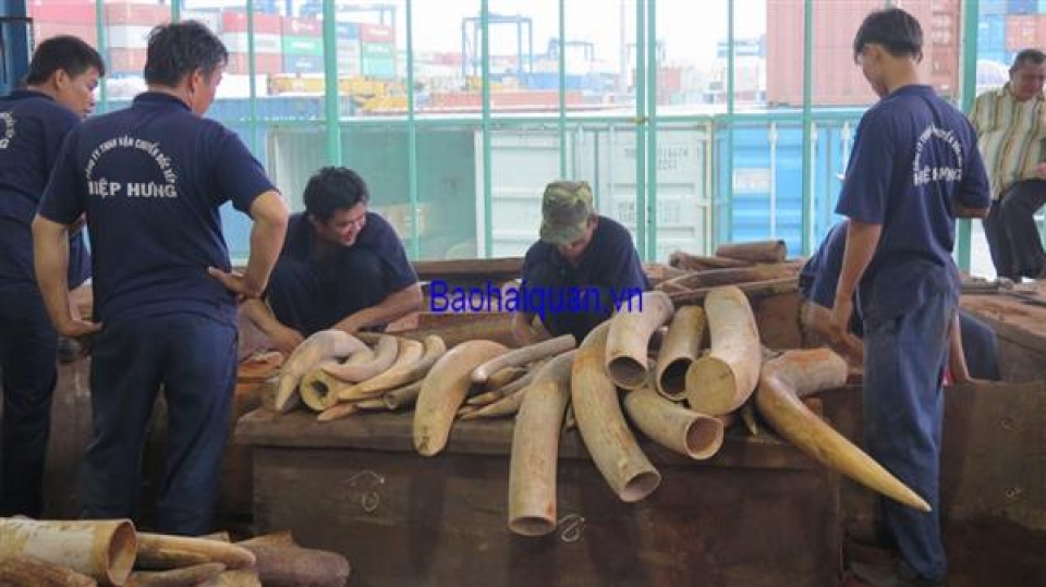 2 tons of smuggled ivory at cat lai port were african ivory