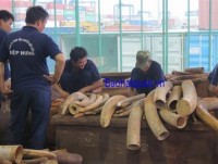 2 tons of smuggled ivory at Cat Lai port were African ivory