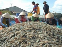 Shrimp exports to hit US$3.1 billion this year