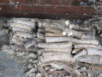 Nearly a ton of ivory detected through Cat Lai port