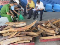 "Fake" enterprise imports nearly half a ton of ivory