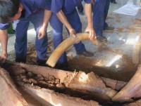 Customs detected the 6th ivory smuggling case through Cat Lai port