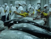 Tuna exports to EU on the rise