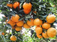 Ha Giang Jumbo oranges granted geographical indication protection
