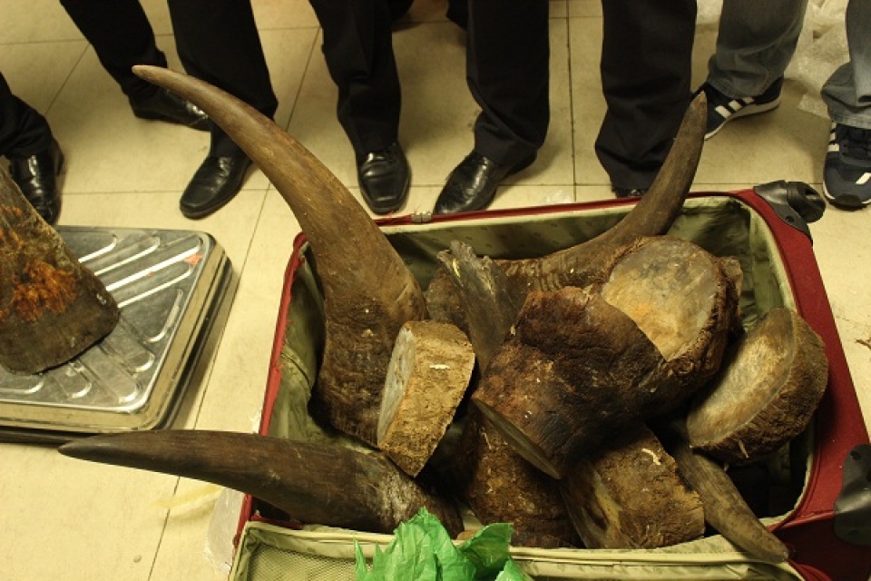 noi bai customs seize more than 50 kgs of imported rhino horn