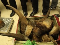 Noi Bai Customs seize more than 50 kgs of imported rhino horn