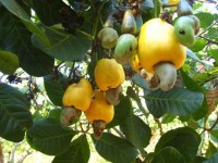 In 2017, the Cashew industry will reach $US 3 billion of export