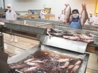 Fisheries with the goal of exporting 10 billion USD