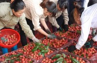 Vietnamese fruits step into "choosy" markets