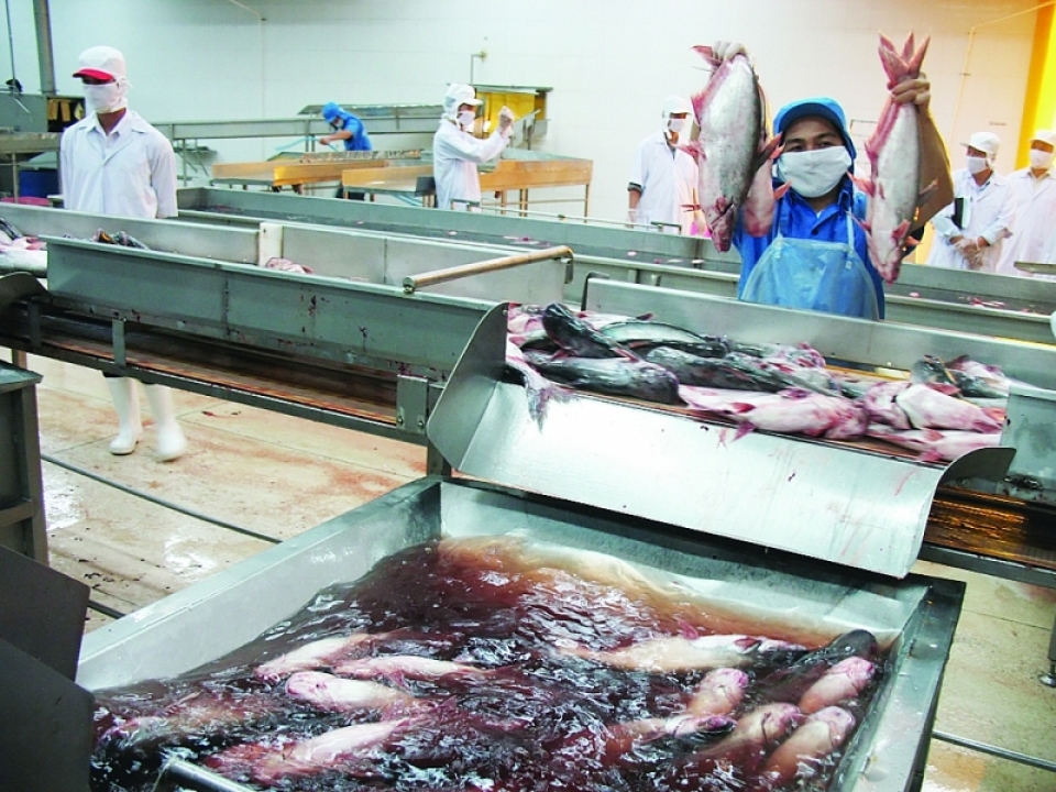 pangasius export flourishes right from the first quarter of the year