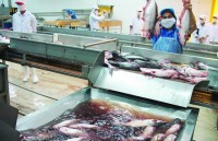 Pangasius export flourishes from the first quarter of the year
