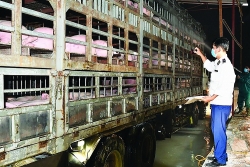Supply - demand balance will stop importing live pigs from Thailand