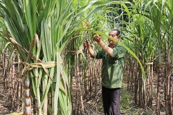 Profits of Vietnamese sugarcane growers lower than Thailand and Indonesia