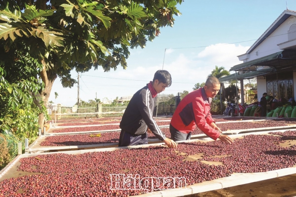 will coffee exports flourish in 2020