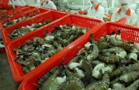 EVFTA: Taxes reduced for shrimp exports to EU