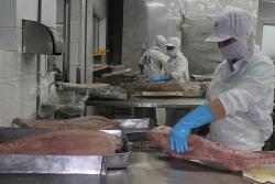 Grasping advantages from UKVFTA, but tuna exports still face difficulties due to lack of empty containers