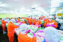 Many enterprises export millions of USD of seafood