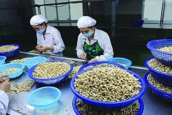 Cashew industry strives to take the initiative for world’s No. 1 position