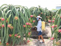 The sustainable development of fruit trees in southern provinces