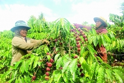 inventories decreased coffee exports are optimistic