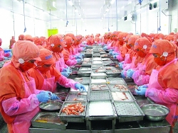 Shrimp exports can reach over US$4 billion