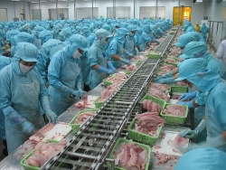 Why did the Chinese market leave the top position of importing Vietnamese pangasius?