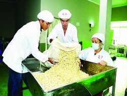The big challenge of the cashew industry