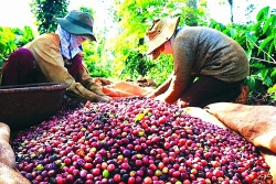 Exploiting potential markets to increase coffee export space