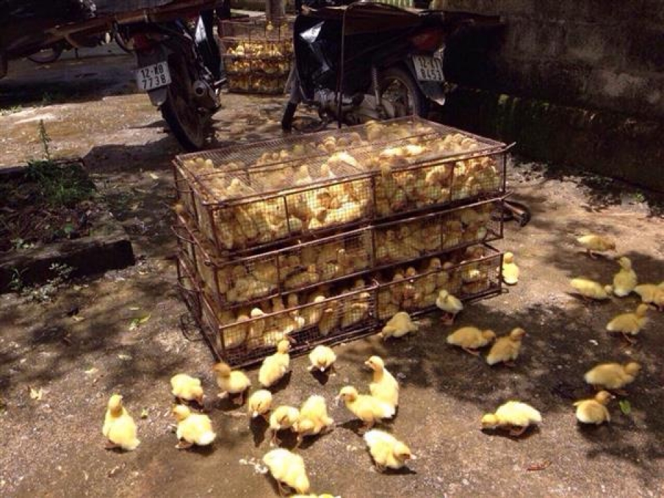 lang son poultry smuggling is still hot issue