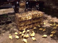 Lang Son:  Poultry  smuggling is still hot issue