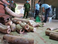 Nine tonnes of ivory seized in Vietnam’s biggest bust