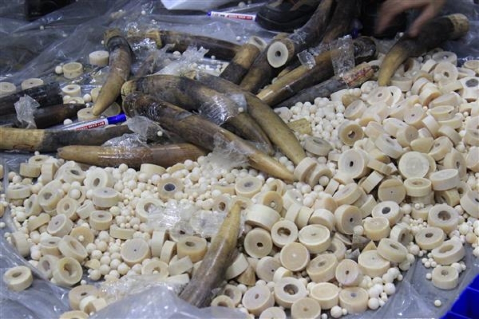 noi bai customs seized many products suspected of being made from ivory
