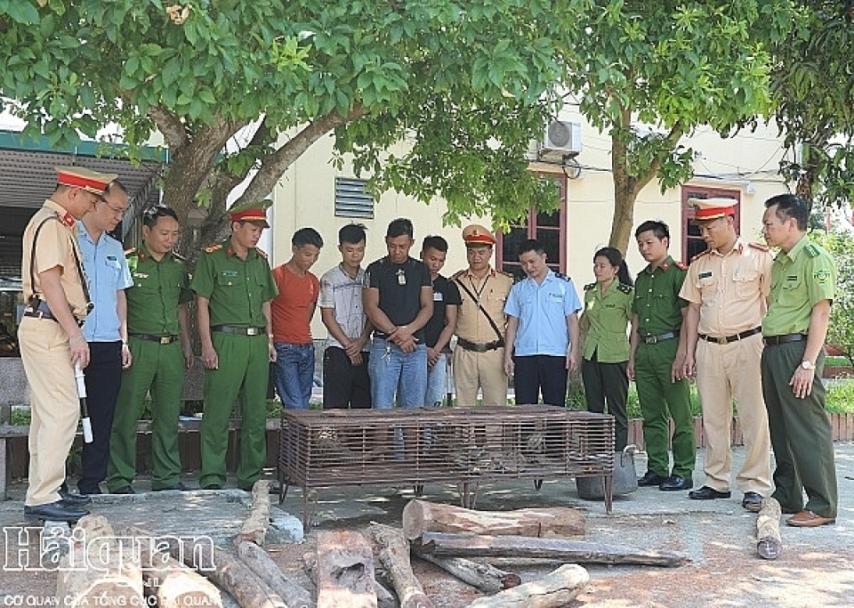 ha tinh customs seized 14 kg pangolin scale and over 410 kg precious wood