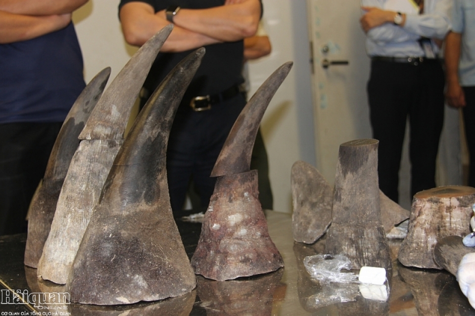 15 kg rhino horn seized at noi bai airport police continues to investigate