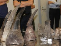 15 kg rhino horn seized at Noi Bai Airport: Police continues to investigate