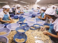 Export of cashew nuts faces difficulties post Covid-19